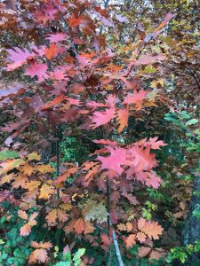 Herbstlaub in voller Farbe. Nasses Laub auf Gehwegen wird schnell rutschig.