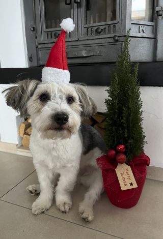 Nikolaushund